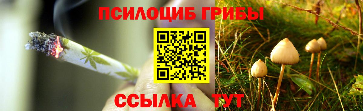 Псилоцибиновые грибы Psilocybine cubensis Тюмень